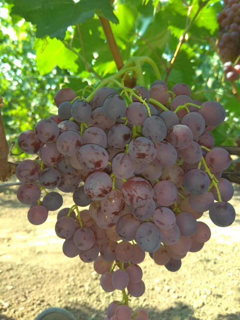 виноград князь трубецкой фото